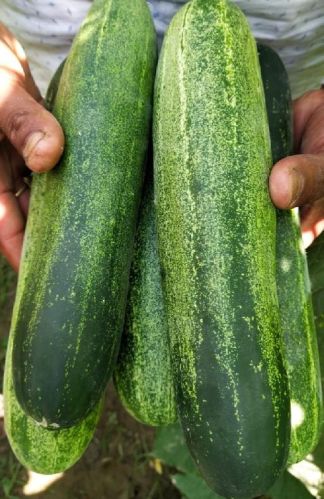 Seeways F1 Paras Cucumber Seeds, Packaging Type : Plastic Packet