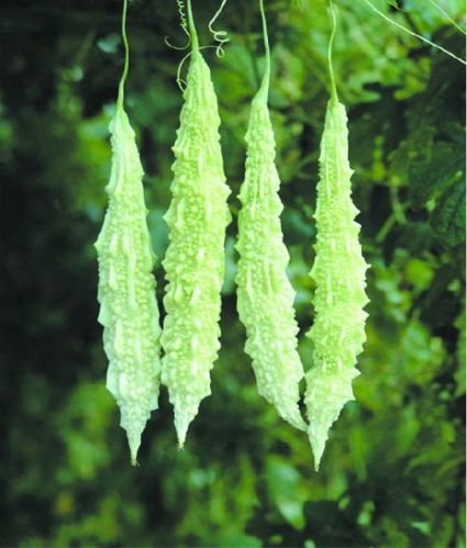 F1 Rajat Bitter Gourd Seeds, For Seedlings, Specialities : Good Quality