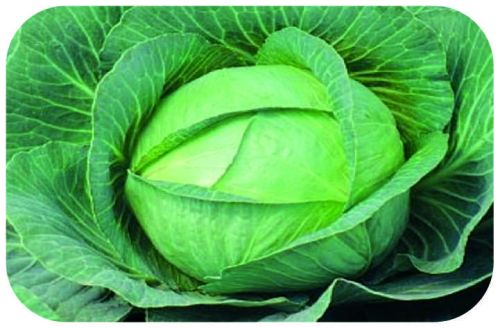 Seeways Organic F1 Rajni Cabbage Seeds, For Seedlings, Specialities : Good Quality
