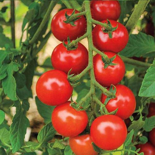 F1 Rishi 85 Tomato Seeds, Color : Brown