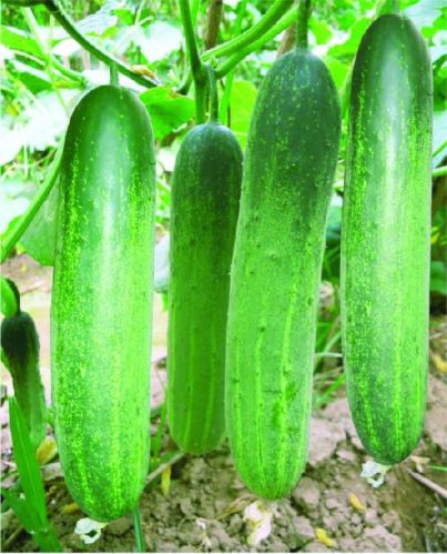 F1 Shabnam 111 Cucumber Seeds, For Seedlings, Specialities : Good Quality