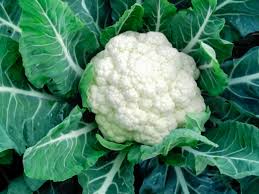 F1 Snow White Cauliflower Seeds, For Seedlings, Specialities : Good Quality