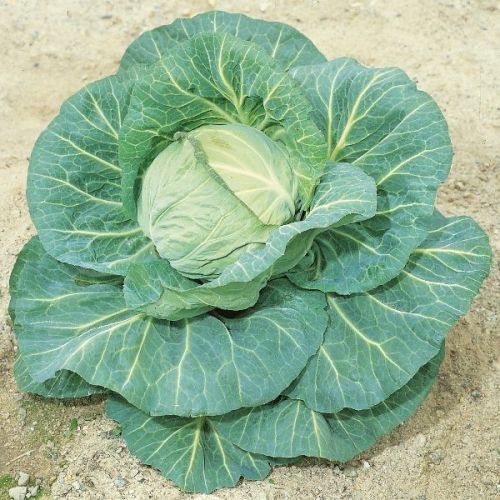 Seeways Organic F1 Sunny Cabbage Seeds, For Seedlings, Specialities : Good Quality