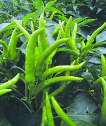 Seeways Organic F1 Suraj Chilli Seeds, For Seedlings, Specialities : Good Quality