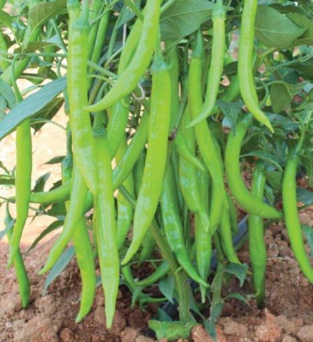 F1 SW 663 Chilli Seeds, For Seedlings, Specialities : Good Quality