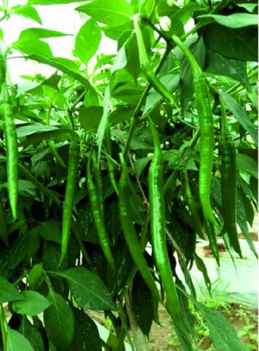 F1 SW 999 Chilli Seeds, For Seedlings, Specialities : Good Quality
