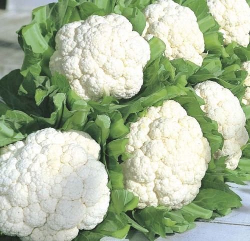 Seeways Organic F1 Tejal Cauliflower Seeds, For Seedlings, Specialities : Good Quality