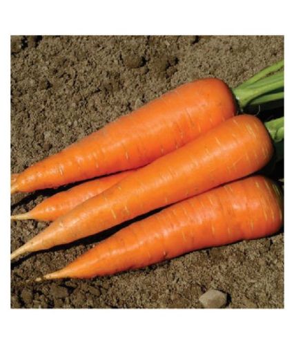 Imported Early Nantes Carrot Seeds, For Seedlings, Specialities : Good Quality