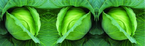 Imported Golden Acre Cabbage Seeds, For Seedlings, Specialities : Good Quality