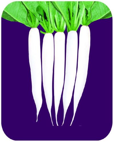 Res Neha Palak Patta Radish Seeds, For Seedlings, Specialities : Good Quality