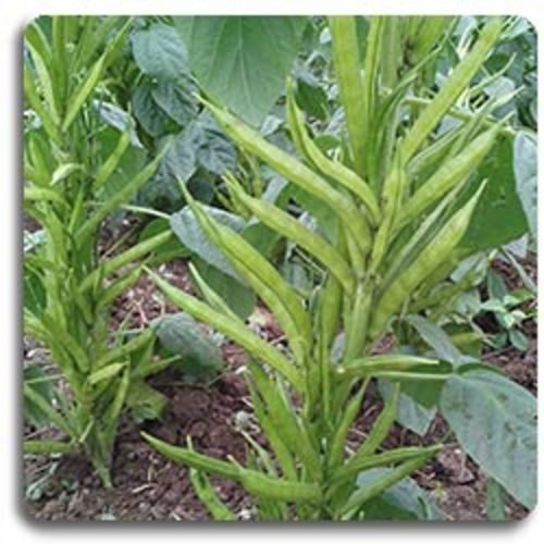 Research Shyamali Cluster Beans Seeds, For Seedlings, Specialities : Good Quality