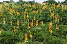 CASSIA ALATA, For Treat Flatulence Diarrhea