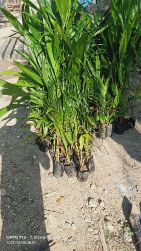 Palm Oil Plant/sapling, Color : Sky Blue