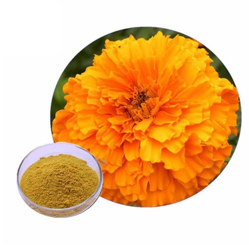 Elexirs Overseas Calendula Extract, Packaging Type : Packet