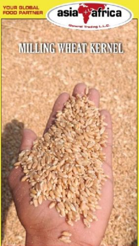 50 Kg Common Wheat Grain, For Bakery Products, Cookies, Making Bread