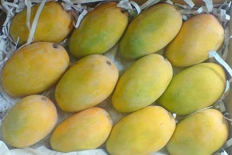 Organic Fresh Kesar Mango, Shelf Life : 5-10Days