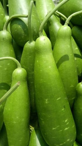 Fresh Long Green Bottle Gourd