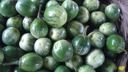 Organic Fresh Makra Brinjal, Color : Green