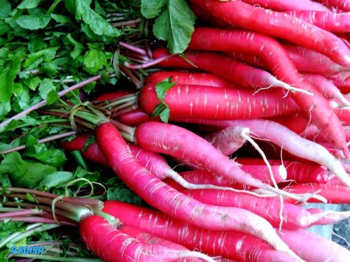 Fresh Red Radish