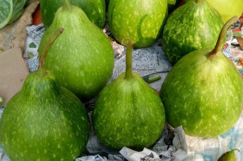 Fresh Green Round Bottle Gourd, For Good Nutritions, Good Health