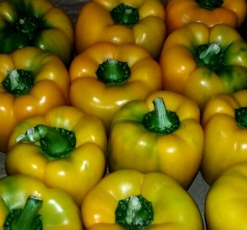 Fresh Yellow Bell Pepper