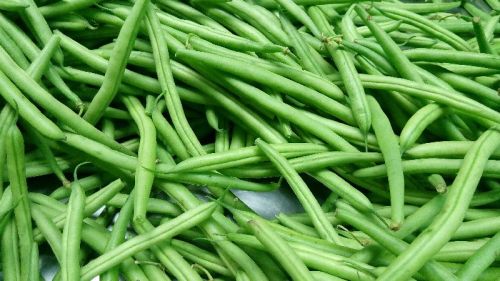 Organic Green Pencil Beans