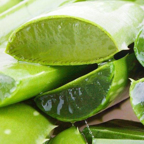 Aloe Vera Leaf, Packaging Type : Plastic Polybag