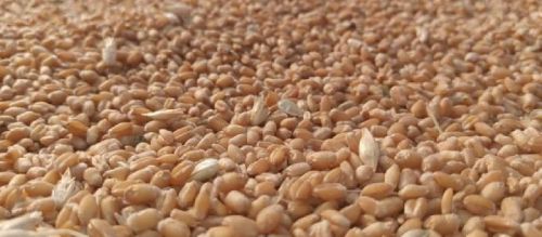 Natural Milling Wheat, For Food, Style : Dried