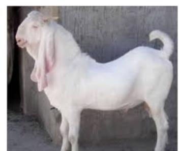 40-50 Kg Live Goat, Style : Alive