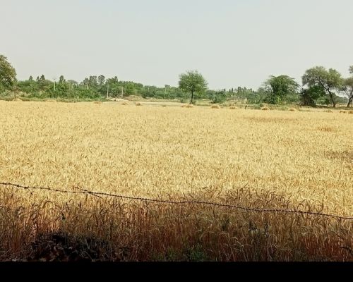 Organic Soft Milling Wheat, Style : Dried