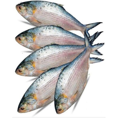 Fresh Hilsa Fish, For Household, Packaging Type : Carton