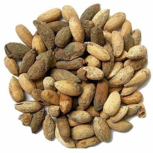 Organic Neem Seeds, Packaging Type : Loose, PP Bag