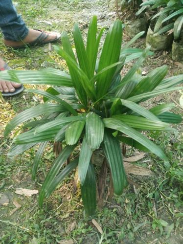 Raphis Palm, Feature : Longer Shelf Life