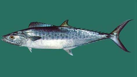 Fresh King Fish, For Human Consumption, Feature : Non Harmful, Protein