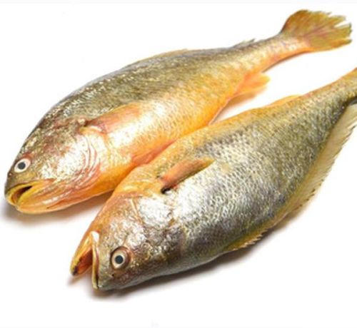 Fresh Yellow Croaker Fish, For Human Consumption, Making Medicine, Packaging Type : Plastic Crates