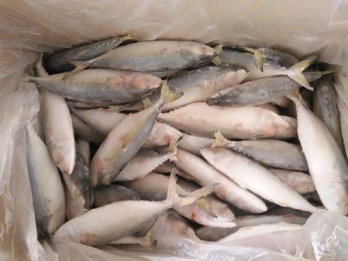 Frozen Indian Mackerel Fish, For Human Comsupbtion, Feature : High Nutrition, High Rich Protein