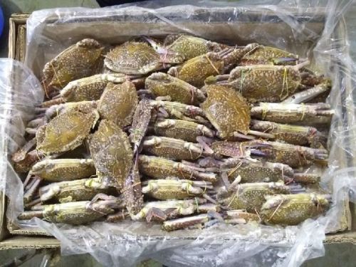 Frozen Yellow Crab, For Cooking, Feature : Healthy To Eat