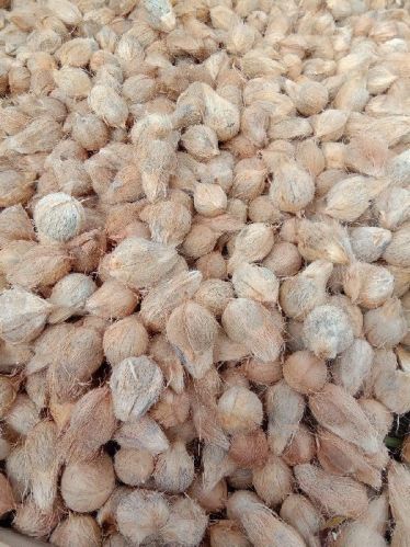 Organic Semi Husked Coconuts Suppliers, For Healthy, Form : Solid