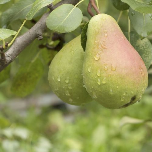 Fresh Pear, For Human Consumption, Packaging Type : Jute Bag