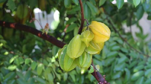 Organic Fresh Star Fruit, Shelf Life : 10 Days