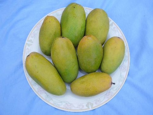 Langra Mango, For Human Consumption, Packaging Type : Packed In Carton Box