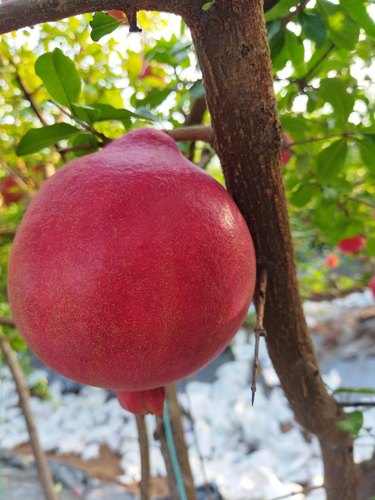 Fresh Pomegranate, Variety : Bhagwa