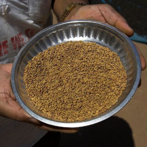 Natural Fenugreek Seeds, For Cooking, Packaging Type : Plastic Packet, Paper Box