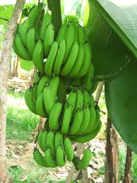 G9 Cavendish Banana