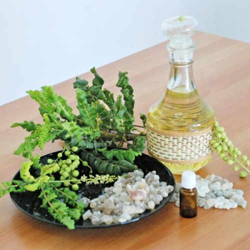 Frankincense Boswellia Sacra Essential Oil