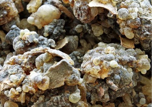 Regular Frankincense Boswellia Sacra Resin, Form : Liquid