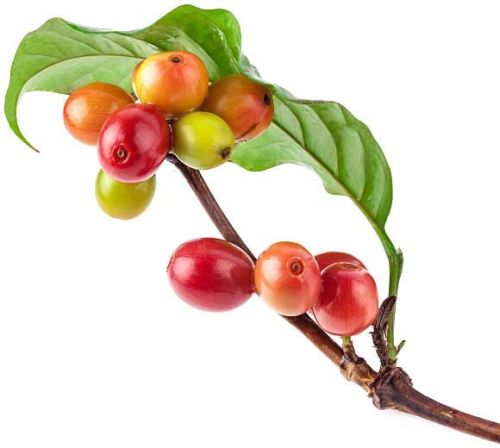 Coffee Plant, For Outdoor, Length : 0-10ft