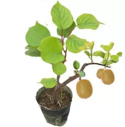 Kiwi Fruit Plant, Color : Green