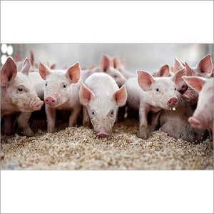 Pig farming