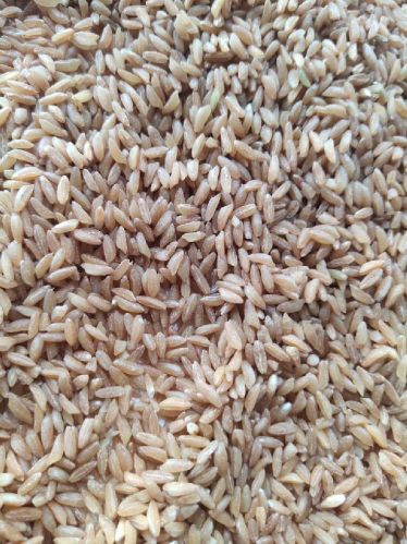 Emmer Wheat Seeds, Packaging Type : Jute Bags, Plastic Packets, PP Bags